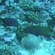 48- Un baliste strie en conversation avec un merou celeste 
